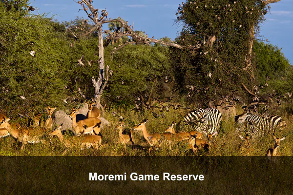 Moremi Game Reserve