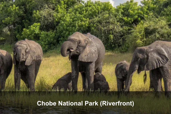 Chobe National Park (Riverfront)