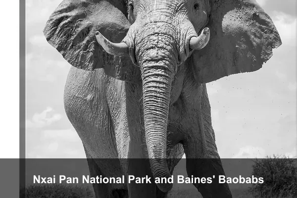 Nxai Pan National Park and Baines' Baobabs