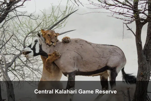 Central Kalahari Game Reserve