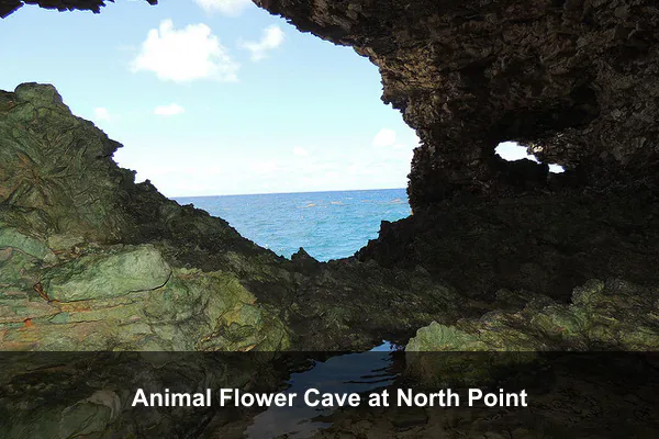 Animal Flower Cave at North Point