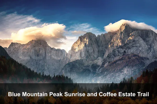 Blue Mountain Peak Sunrise and Coffee Estate Trail