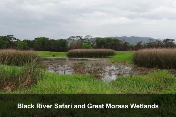 Black River Safari and Great Morass Wetlands