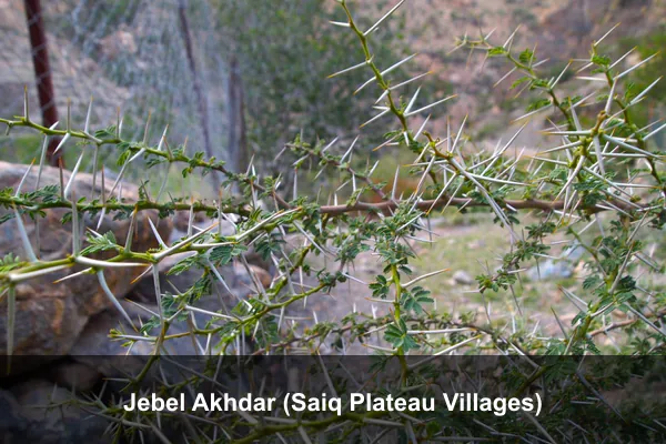 Jebel Akhdar (Saiq Plateau Villages)