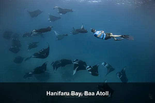 Hanifaru Bay, Baa Atoll