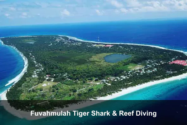 Fuvahmulah Tiger Shark & Reef Diving