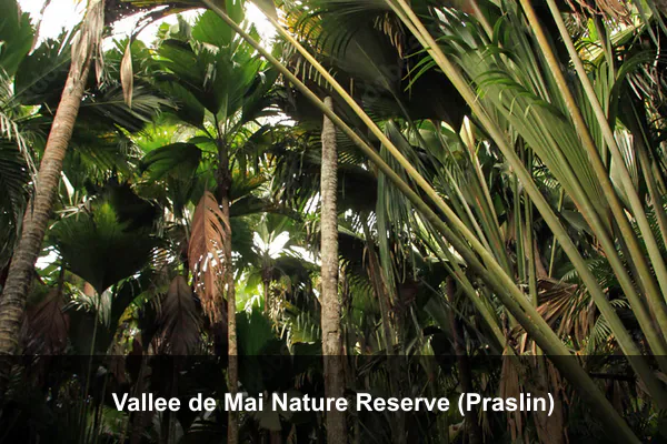 Vallee de Mai Nature Reserve (Praslin)
