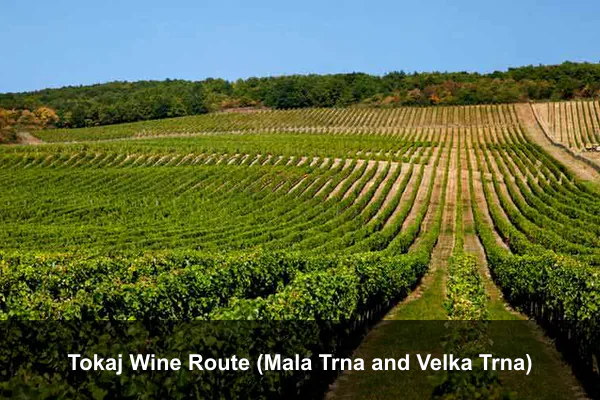 Tokaj Wine Route (Mala Trna and Velka Trna)
