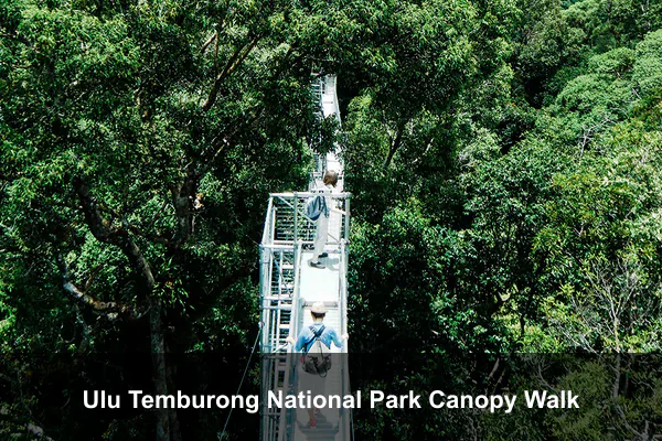 Ulu Temburong National Park Canopy Walk