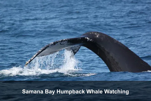 Samana Bay Humpback Whale Watching
