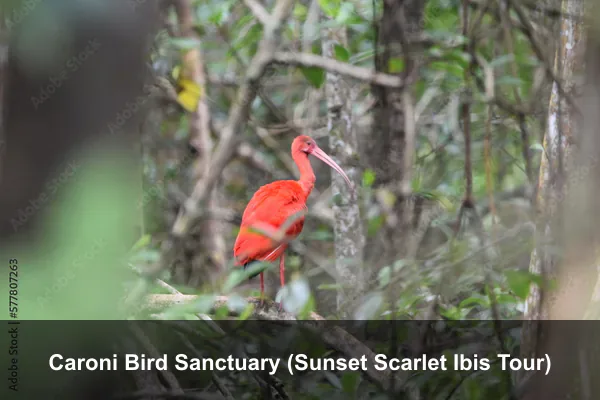 Caroni Bird Sanctuary (Sunset Scarlet Ibis Tour)