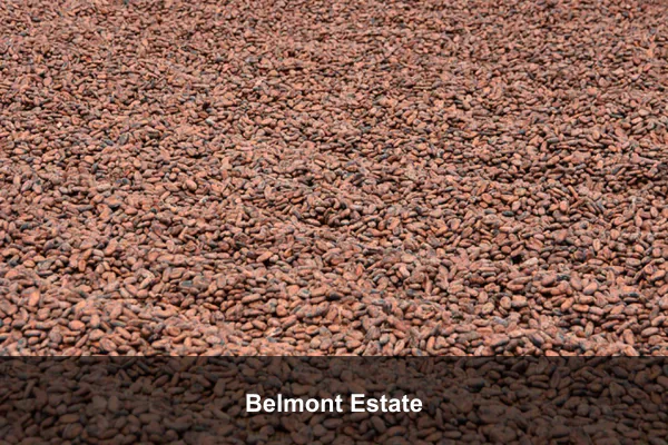 Belmont Estate