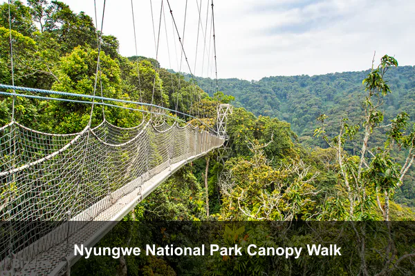 Nyungwe National Park Canopy Walk
