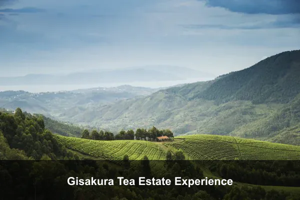 Gisakura Tea Estate Experience