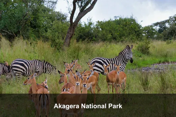 Akagera National Park