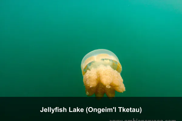 Jellyfish Lake (Ongeim'l Tketau)