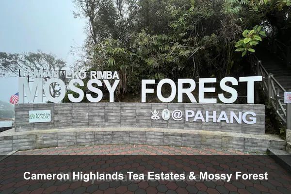 Cameron Highlands Tea Estates & Mossy Forest
