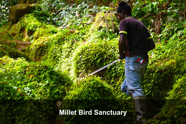 Millet Bird Sanctuary