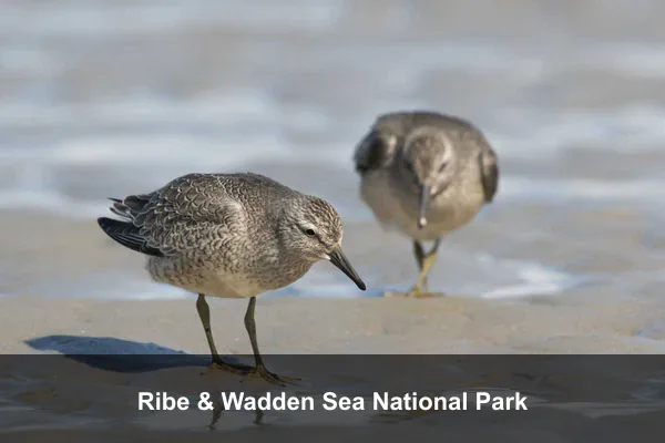 Ribe & Wadden Sea National Park