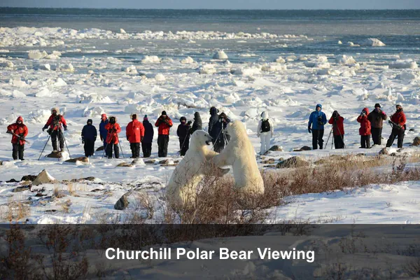 Churchill Polar Bear Viewing